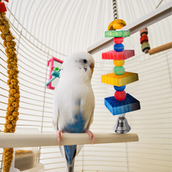 Bird Cage Accessories