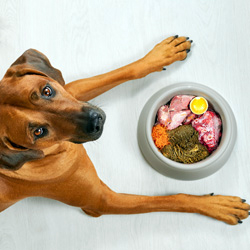 Dog Bowls & Feeding Accessories